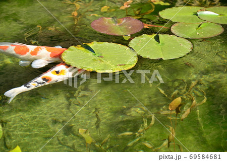 岐阜県関市にあるモネの池で蓮の葉に隠れる錦鯉の写真素材