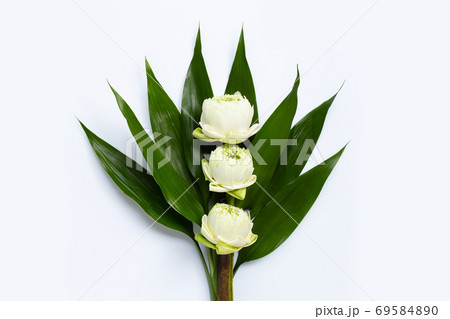 White lotus flower with green leaves on white background. 69584890