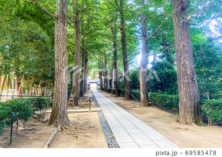 木に囲まれた公園の歩道 69585478