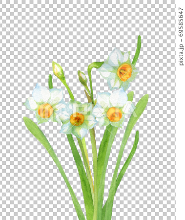 Watercolor Of Narcissus Stock Illustration 69585647 Pixta