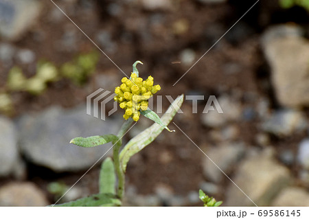 三鷹中原に咲く黄色いハハコグサ 69586145