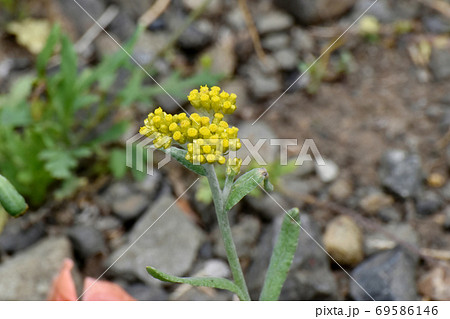 三鷹中原に咲く黄色いハハコグサ 69586146