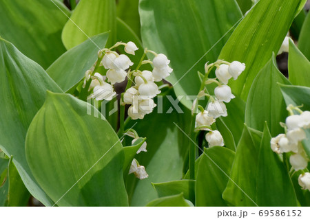 三鷹中原に咲く白いスズランの花の写真素材