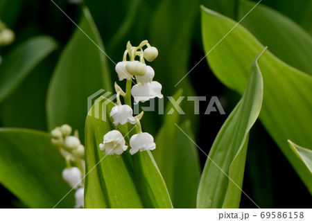 三鷹中原に咲く白いスズランの花 三鷹中原に咲く白いスズランの花 69586158