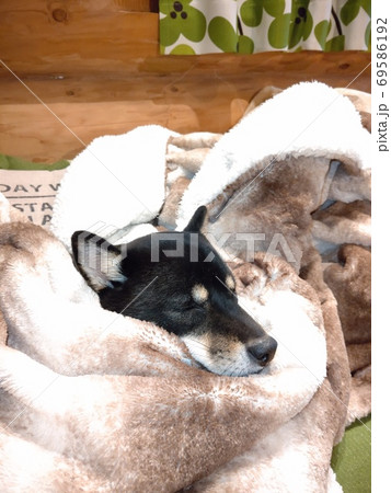 毛布にくるまって眠る柴犬 69586192