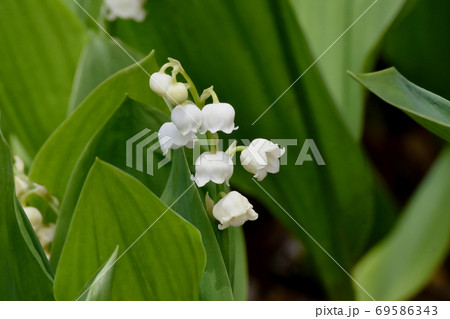 三鷹中原に咲く白いスズランの花の写真素材