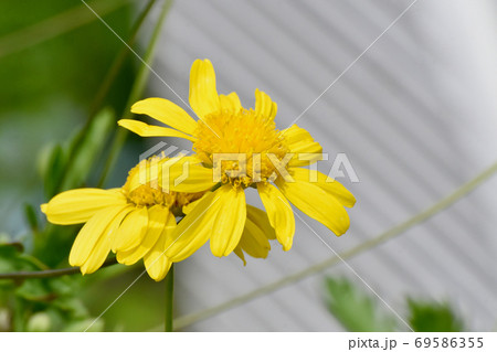 三鷹中原に咲く黄色いマーガレットコスモスの花 69586355