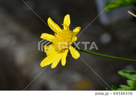 三鷹中原に咲く黄色いマーガレットコスモスの花 69586356