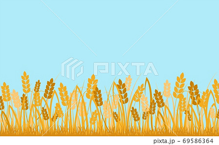 Wheat field background. Golden ears of cereals against blue sky decorative rural ecological area. 69586364