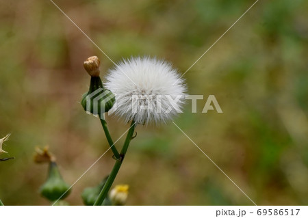 三鷹中原に咲く白いノゲシの冠毛 69586517