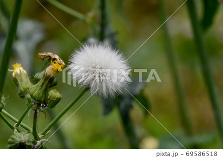 三鷹中原に咲く白いノゲシの冠毛 69586518