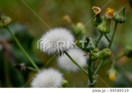 三鷹中原に咲く白いノゲシの冠毛 69586519