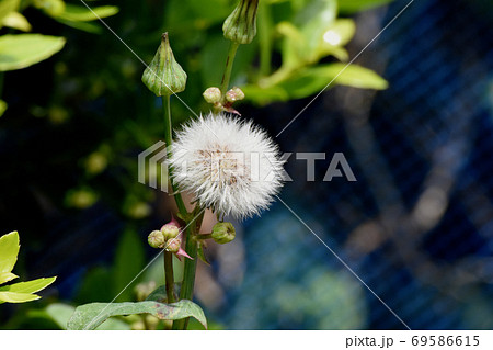 三鷹中原に咲く白いノゲシの冠毛 69586615