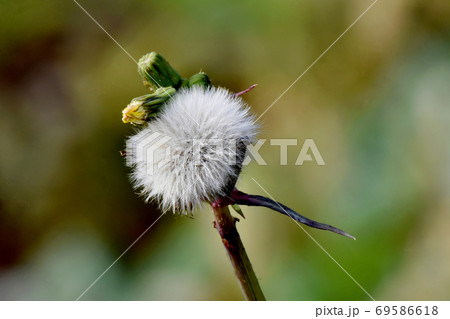 三鷹中原に咲く白いノゲシの冠毛 69586618