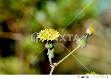三鷹中原に咲く黄色いノゲシの花 69586621