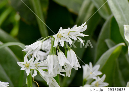 三鷹中原に咲く白いミツカドネギ アリウム トリクエトルム の花の写真素材