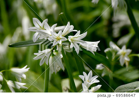 三鷹中原に咲く白いミツカドネギ アリウム トリクエトルム の花の写真素材