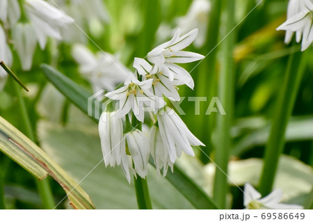 三鷹中原に咲く白いミツカドネギ(アリウム-トリクエトルム)の花 三鷹中原に咲く白いミツカドネギ(アリウム-トリクエトルム)の花 69586649