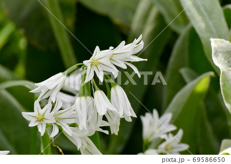 三鷹中原に咲く白いミツカドネギ(アリウム-トリクエトルム)の花 69586650