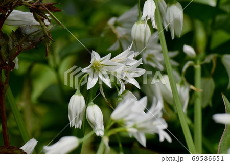 三鷹中原に咲く白いミツカドネギ(アリウム-トリクエトルム)の花 三鷹中原に咲く白いミツカドネギ(アリウム-トリクエトルム)の花 69586651