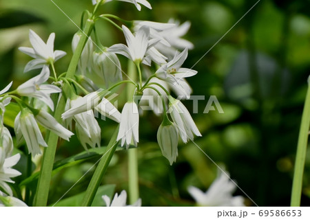 三鷹中原に咲く白いミツカドネギ アリウム トリクエトルム の花の写真素材