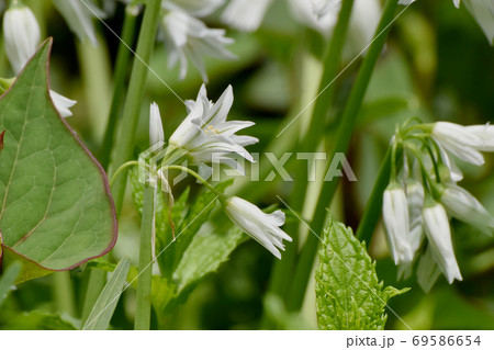 三鷹中原に咲く白いミツカドネギ アリウム トリクエトルム の花の写真素材