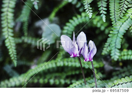 Cyclamen flowers 69587509