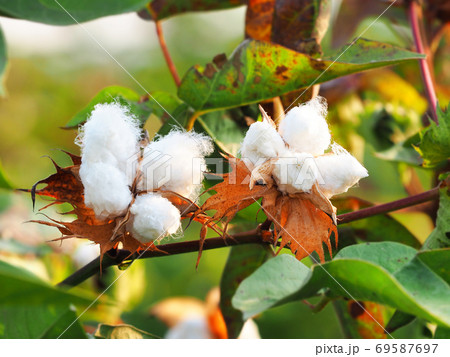 Two flowers of cotton on blurred background 69587697