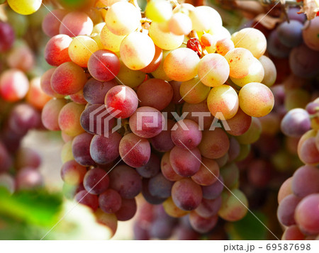 Pink grapes in the morning sun 69587698