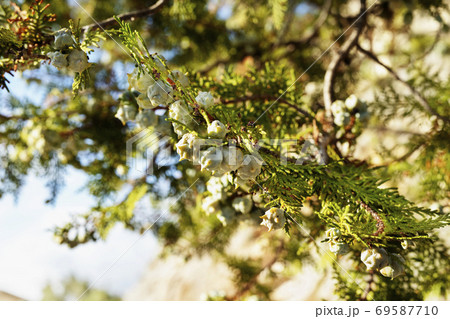 Juniper branch  69587710