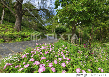 淡路景観園芸学校 秋の花々 淡路景観園芸学校 秋の花々 69587774