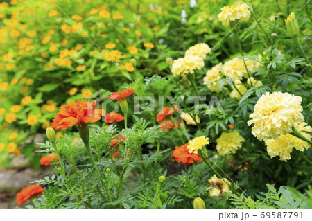 淡路景観園芸学校　秋の花々 69587791