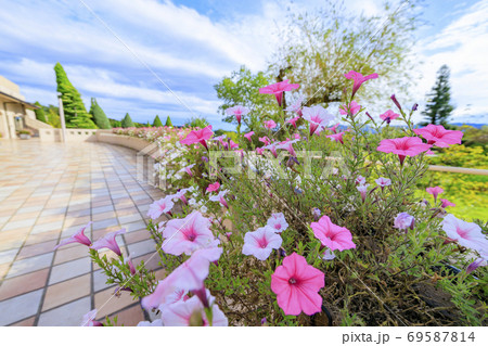 淡路景観園芸学校　秋の花々 69587814