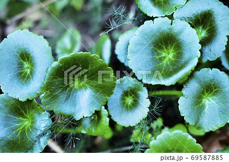 Wall pennywort leaves Wall pennywort leaves 69587885