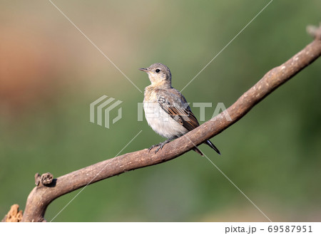Young The northern wheatear (Oenanthe oenanthe) 69587951