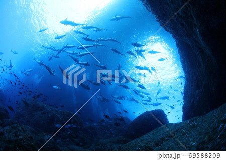 マグロの大群 69588209