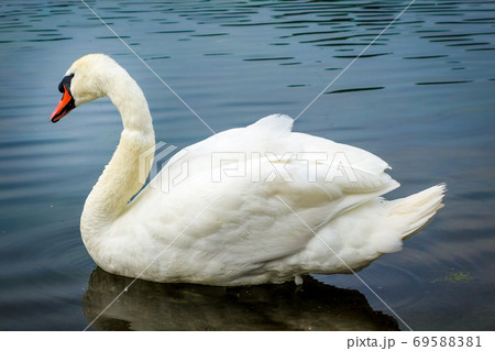 White swan swimming on a pond 69588381