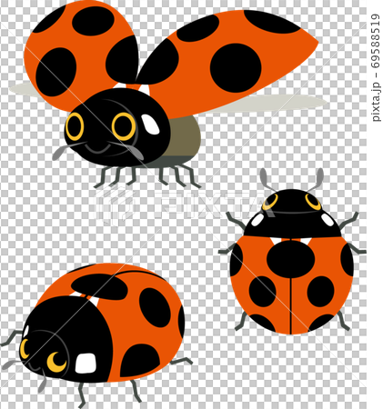 Lepidoptera 69588519