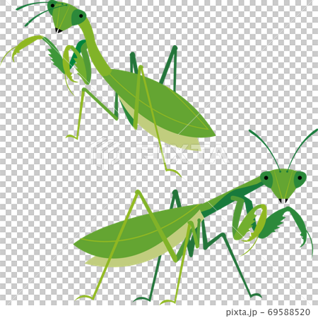 カマキリ 69588520