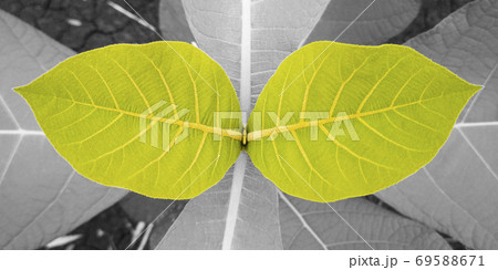Green leaf isolated on gray background and texture. 69588671