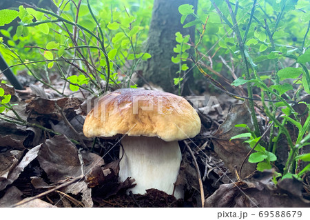 Boletus mushroom on a background of brown old foliage and blurred greenery. 69588679