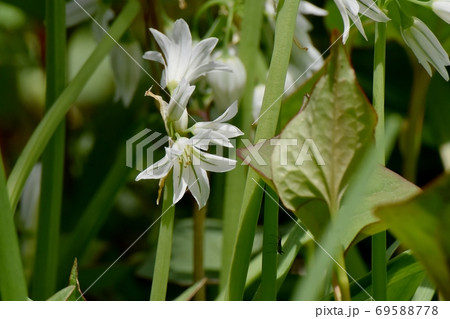 三鷹中原に咲く白いミツカドネギ(アリウム-トリクエトルム)の花 三鷹中原に咲く白いミツカドネギ(アリウム-トリクエトルム)の花 69588778