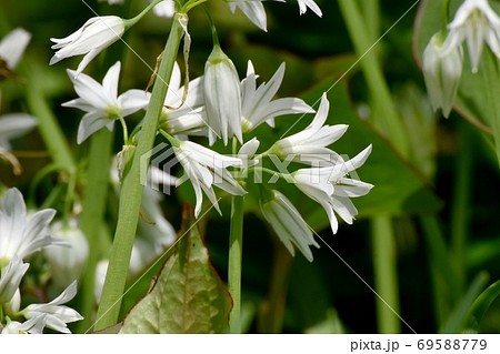 三鷹中原に咲く白いミツカドネギ アリウム トリクエトルム の花の写真素材