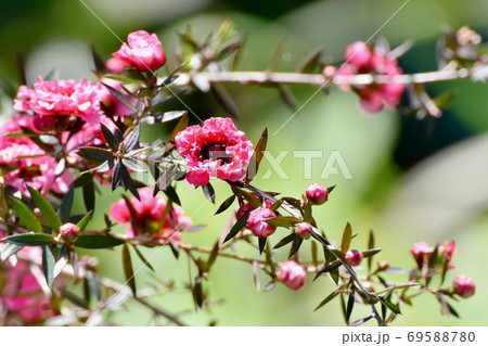 三鷹中原に咲く赤いギョリュウバイの花 69588780