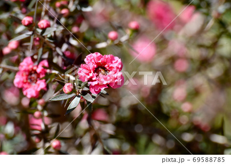 三鷹中原に咲く赤いギョリュウバイの花 69588785