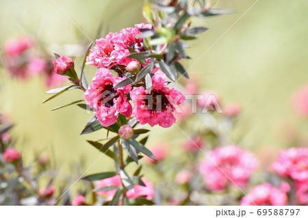 三鷹中原に咲く赤いギョリュウバイの花 三鷹中原に咲く赤いギョリュウバイの花 69588797