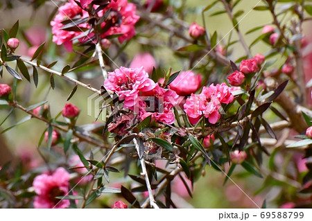 三鷹中原に咲く赤いギョリュウバイの花の写真素材