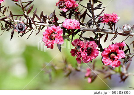 三鷹中原に咲く赤いギョリュウバイの花の写真素材