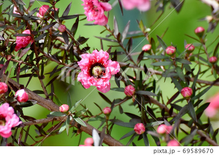 三鷹中原に咲く赤いギョリュウバイの花 三鷹中原に咲く赤いギョリュウバイの花 69589670