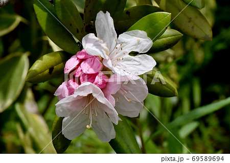 三鷹中原に咲く淡いピンクのシャクナゲ(石楠花)の花 69589694